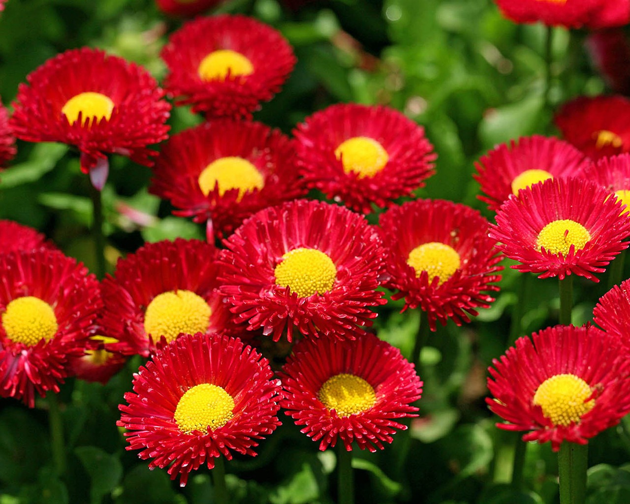 Daisies flowers close-up HD wallpapers #1 - 1280x1024