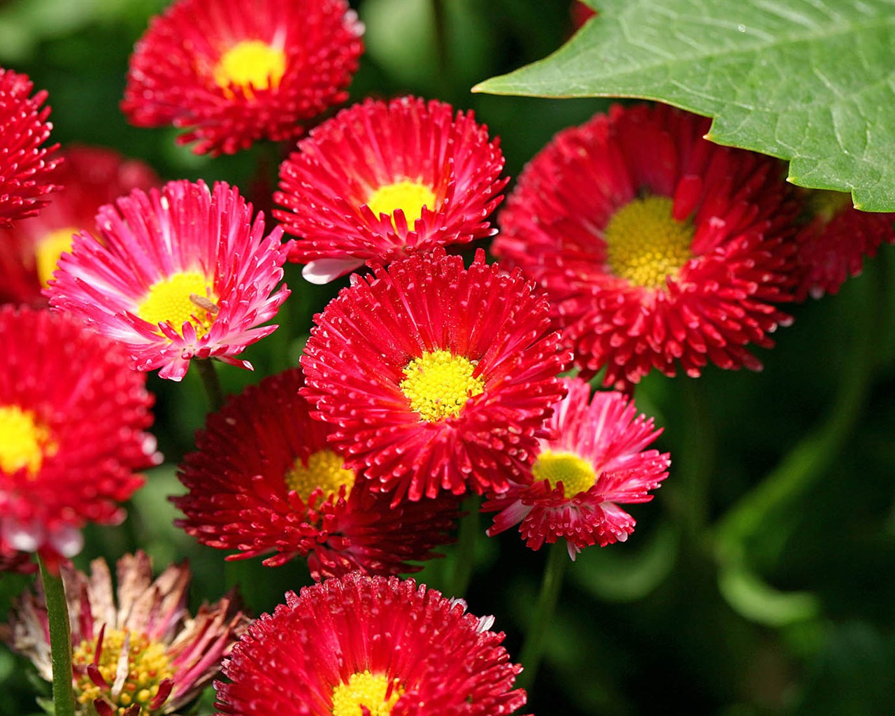 Daisies flowers close-up HD wallpapers #2 - 1280x1024