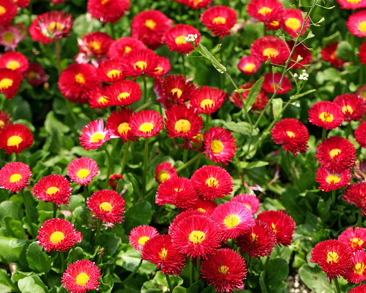 Daisies flowers close-up HD wallpapers #4 - 1280x1024