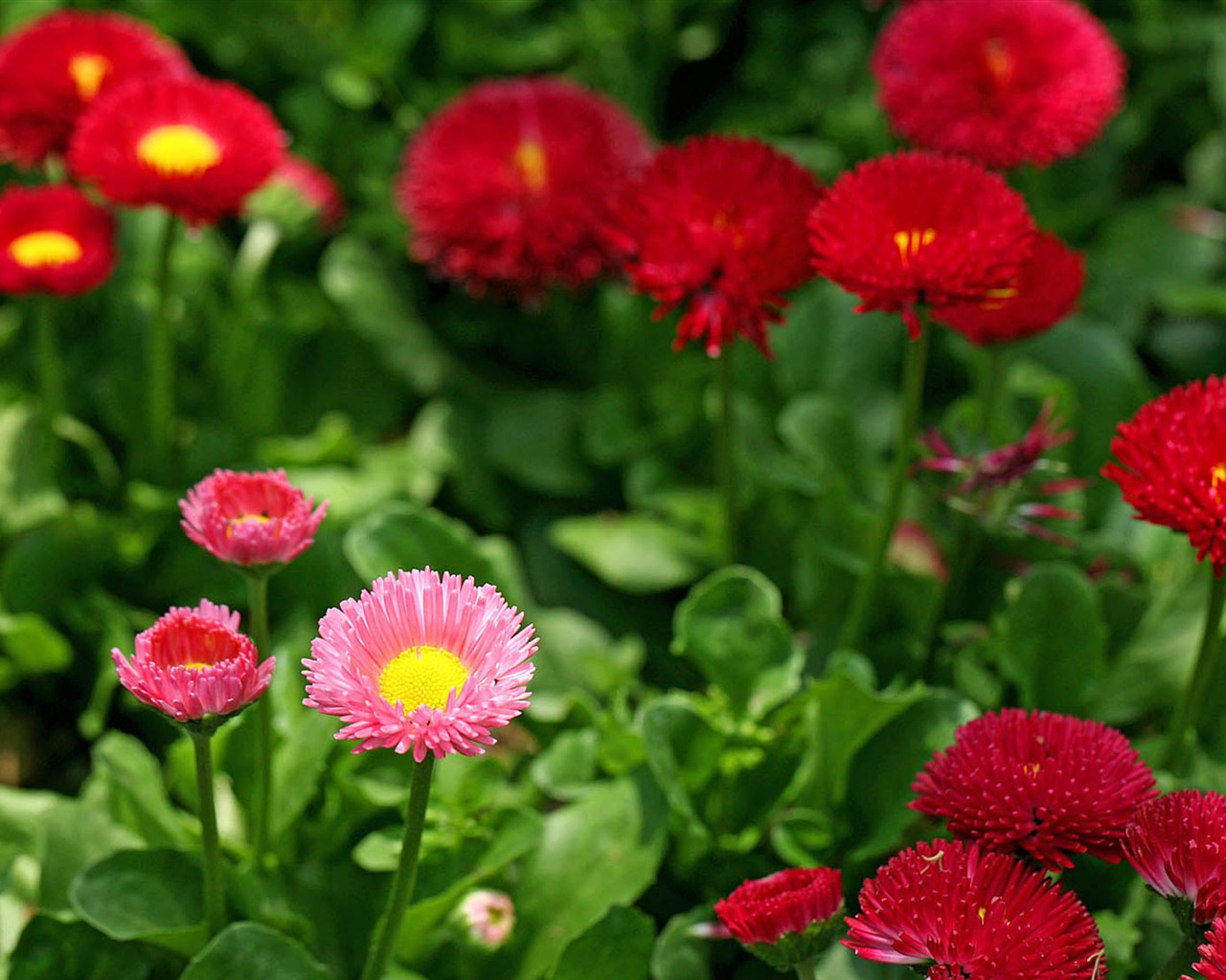 Daisies flowers close-up HD wallpapers #5 - 1280x1024