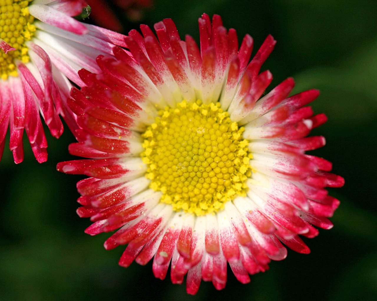 Daisies flowers close-up HD wallpapers #6 - 1280x1024