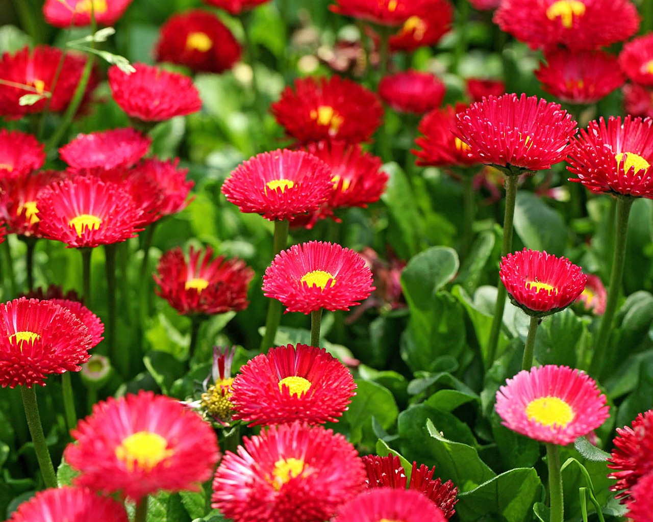 Daisies flowers close-up HD wallpapers #7 - 1280x1024