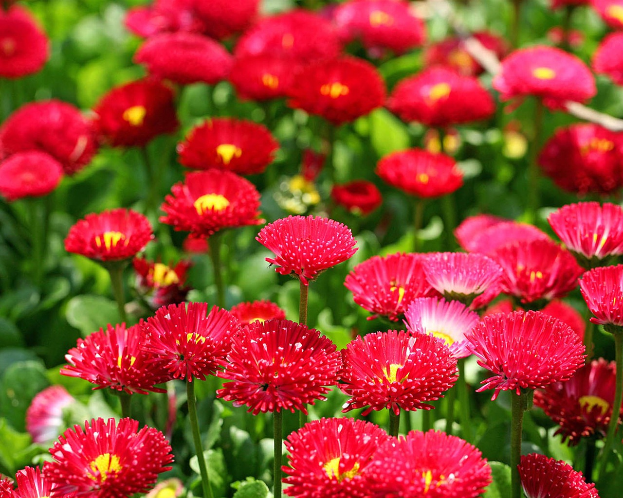 Daisies flowers close-up HD wallpapers #8 - 1280x1024