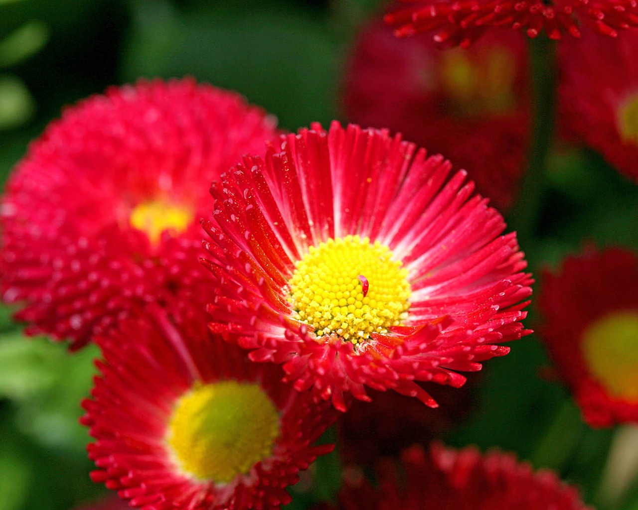 Daisies flowers close-up HD wallpapers #9 - 1280x1024