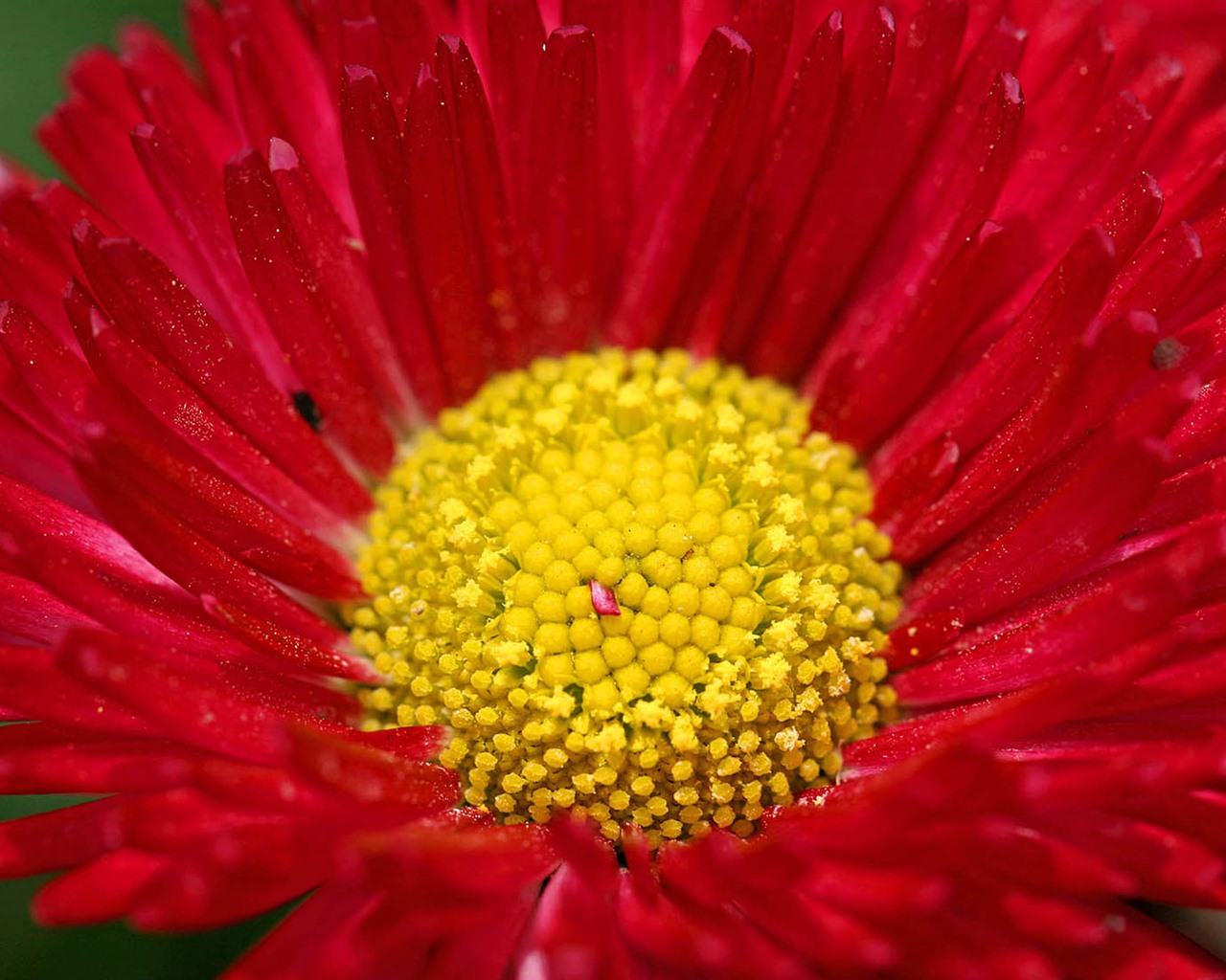 雛菊鮮花特寫 高清壁紙 #10 - 1280x1024
