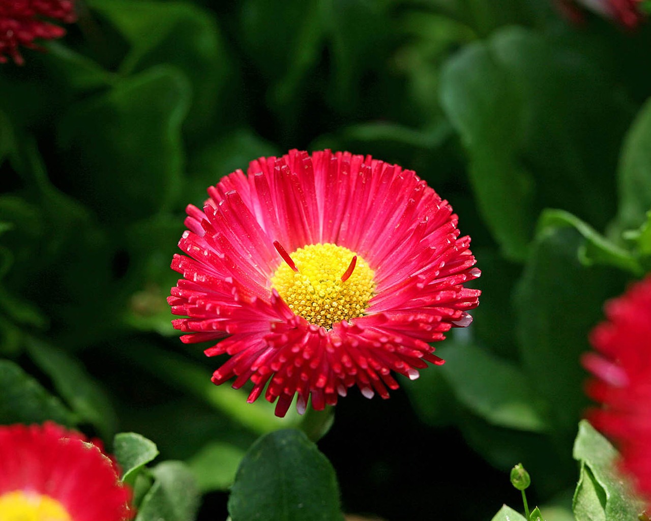 Daisies flowers close-up HD wallpapers #11 - 1280x1024