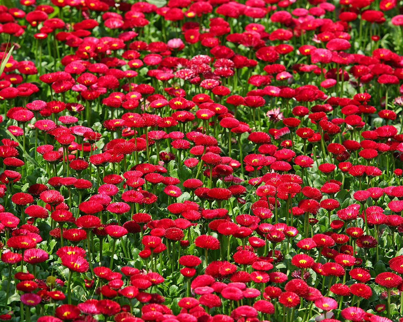 Daisies flowers close-up HD wallpapers #12 - 1280x1024