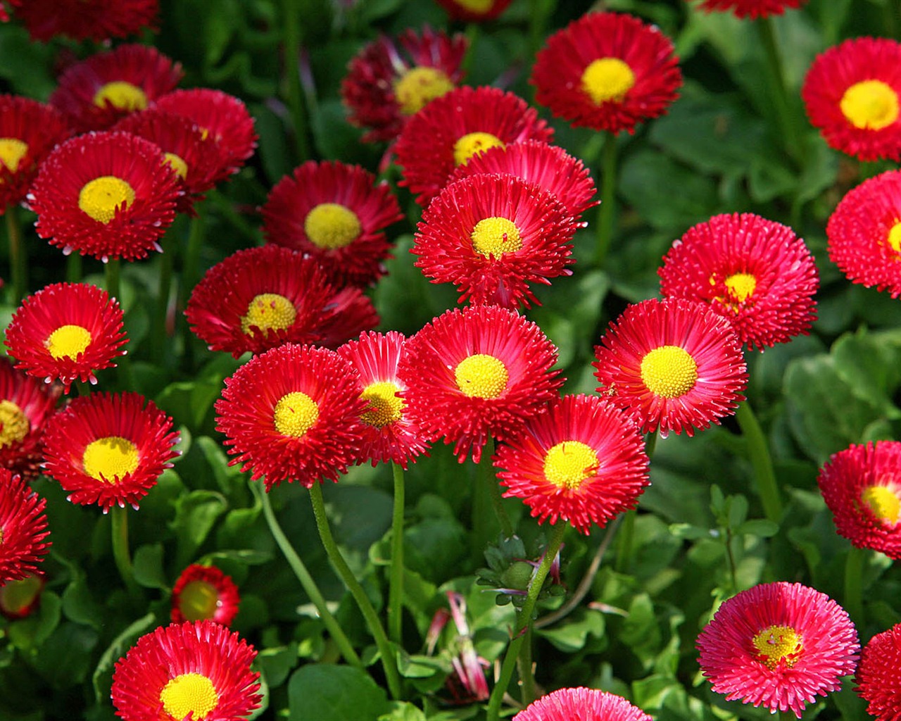 Daisies flowers close-up HD wallpapers #13 - 1280x1024