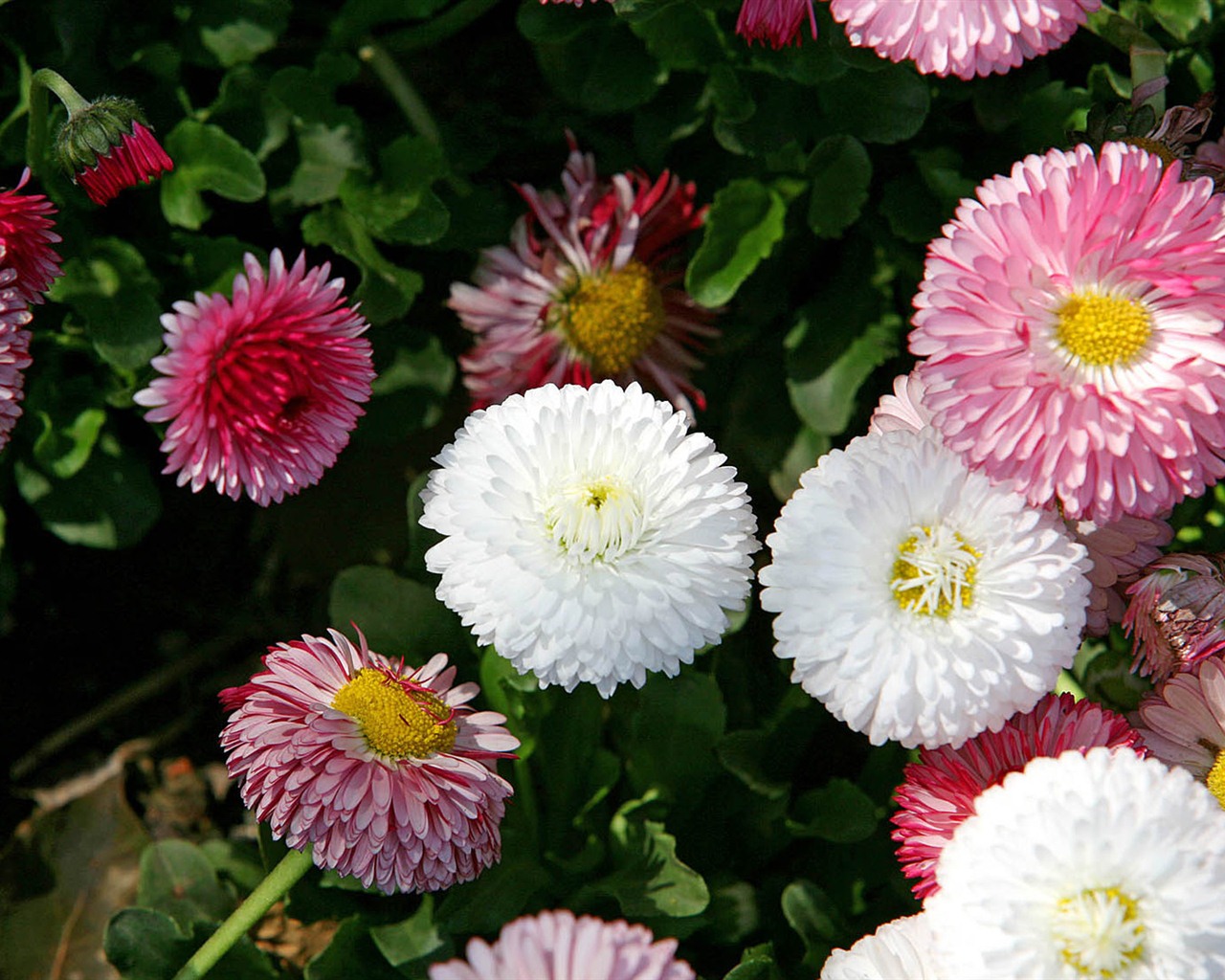 Margaritas Flores close-up fondos de pantalla de alta definición #14 - 1280x1024