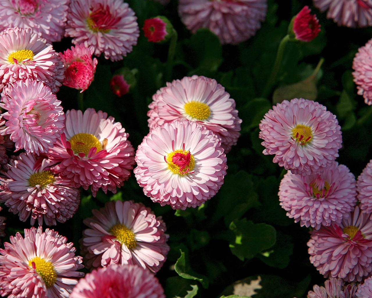 Daisies flowers close-up HD wallpapers #16 - 1280x1024