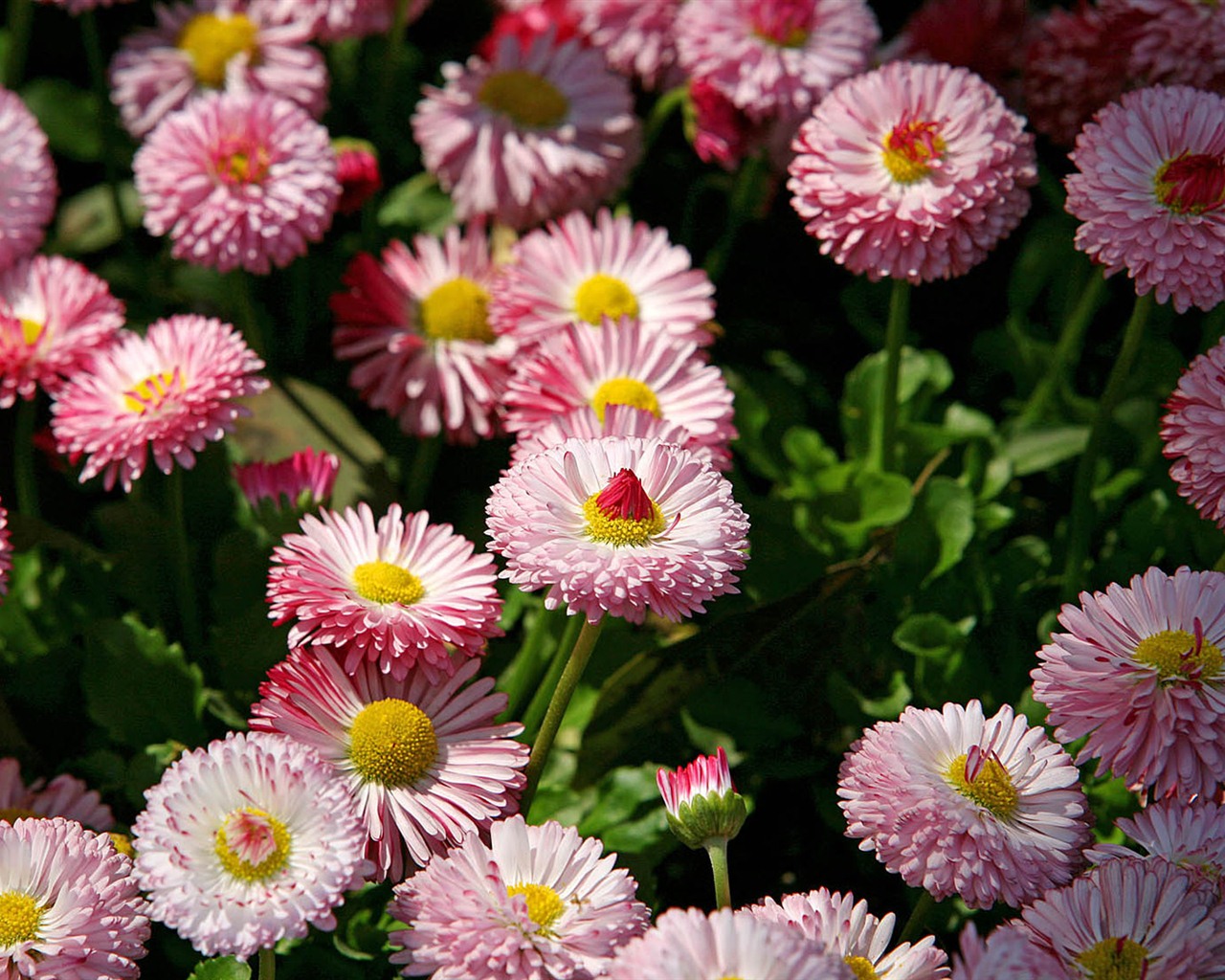 Margaritas Flores close-up fondos de pantalla de alta definición #17 - 1280x1024