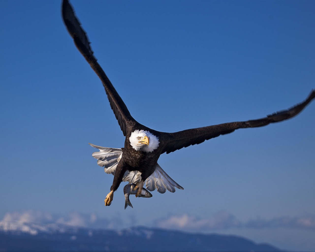 Windows 7 Wallpapers: aves rapaces #2 - 1280x1024