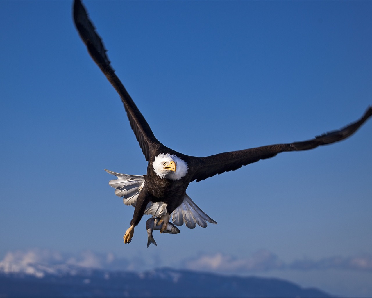 Windows 7 Wallpapers: Predatory Birds #2 - 1280x1024