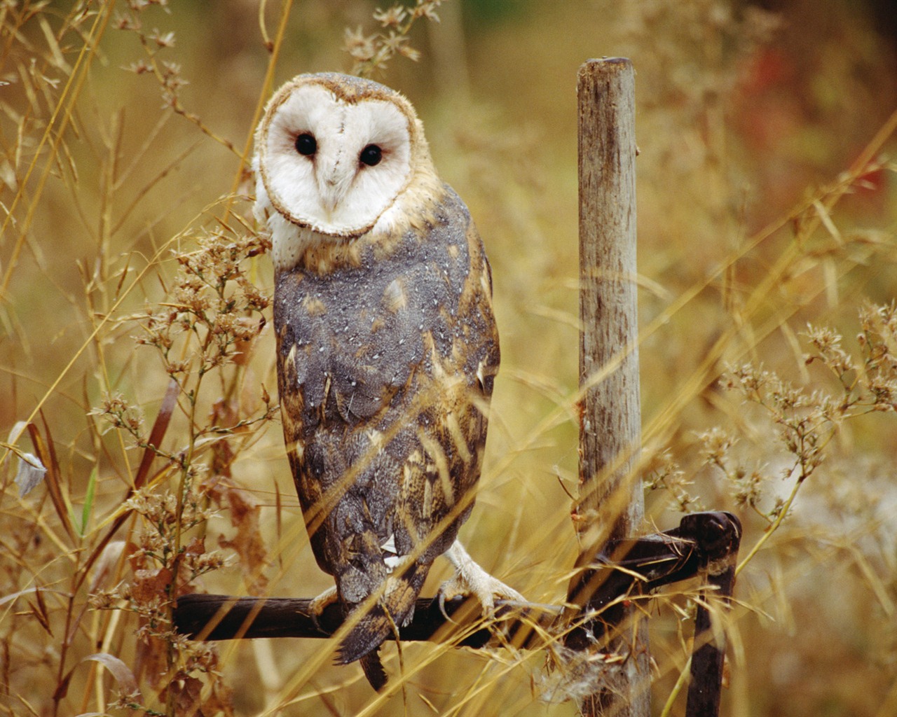 Windows 7 Wallpapers: Oiseaux prédateurs #4 - 1280x1024