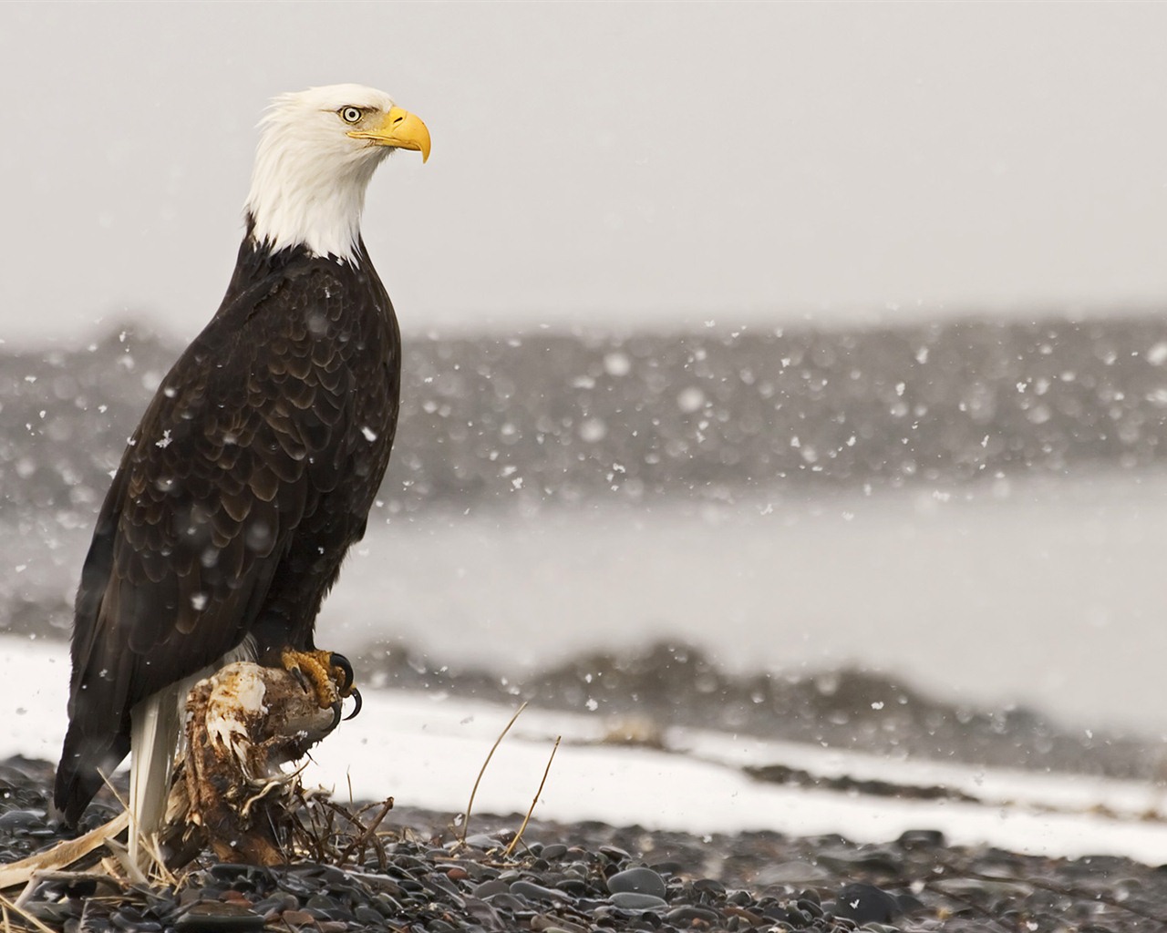 Windows 7 Wallpapers: Oiseaux prédateurs #6 - 1280x1024