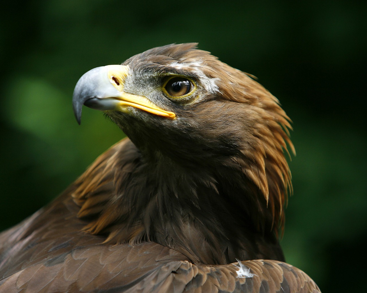 Windows 7 Wallpapers: aves rapaces #11 - 1280x1024