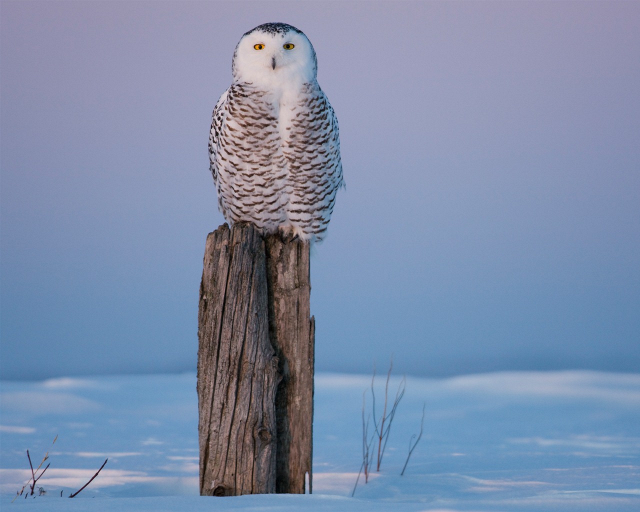 Windows 7 Wallpapers: Oiseaux prédateurs #14 - 1280x1024