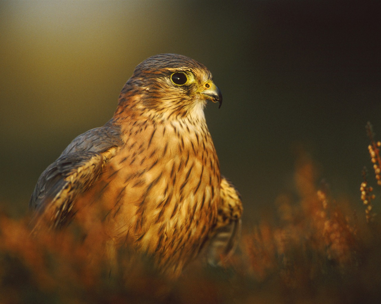 Windows 7 Wallpapers: Oiseaux prédateurs #15 - 1280x1024