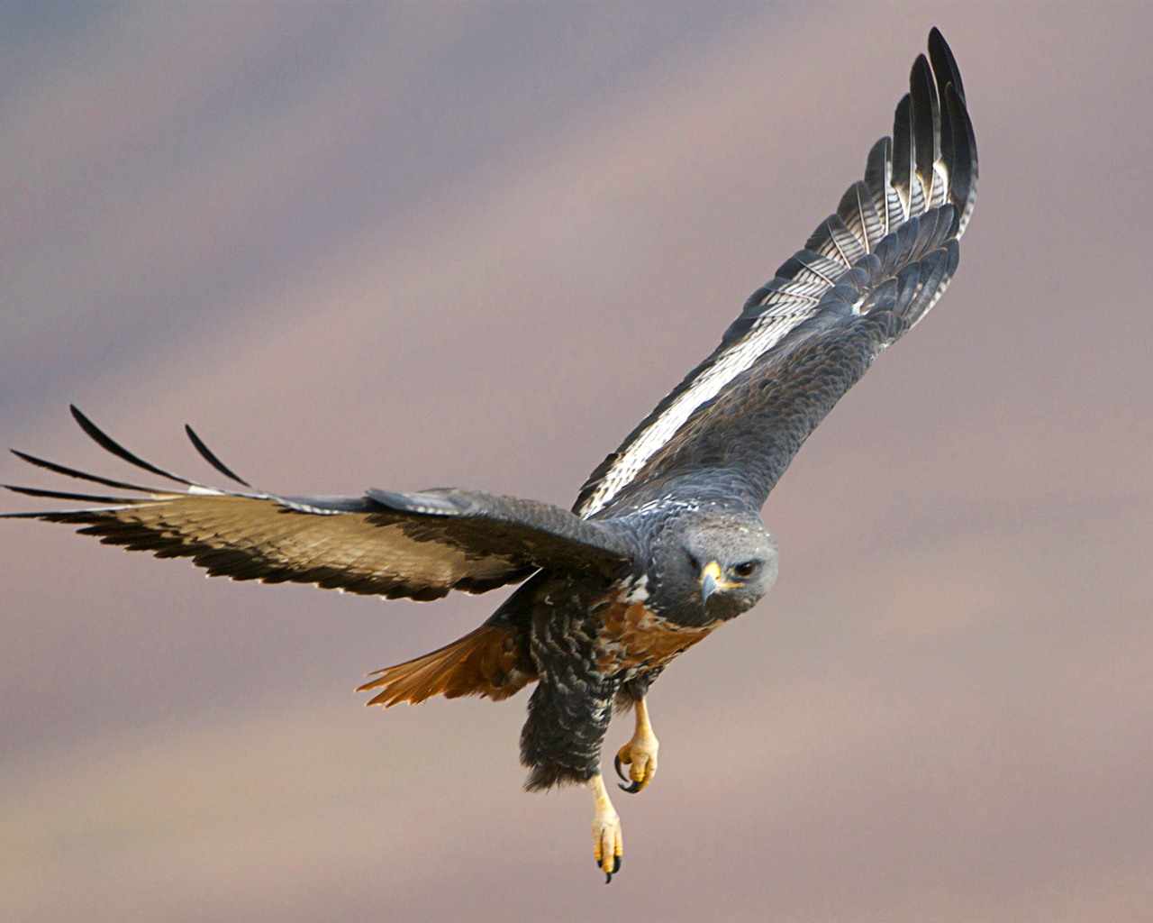Windows 7 Wallpapers: aves rapaces #16 - 1280x1024