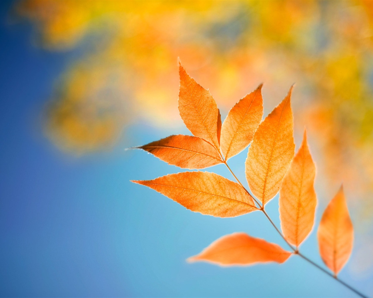 Windows 8 RP版 官方高清壁紙 #1 - 1280x1024