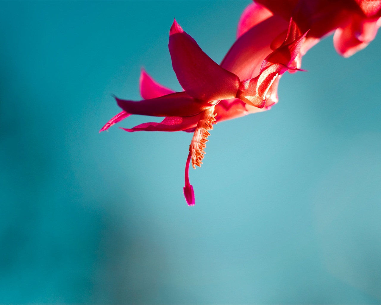 Windows 8 RTM版 官方高清壁紙 #9 - 1280x1024