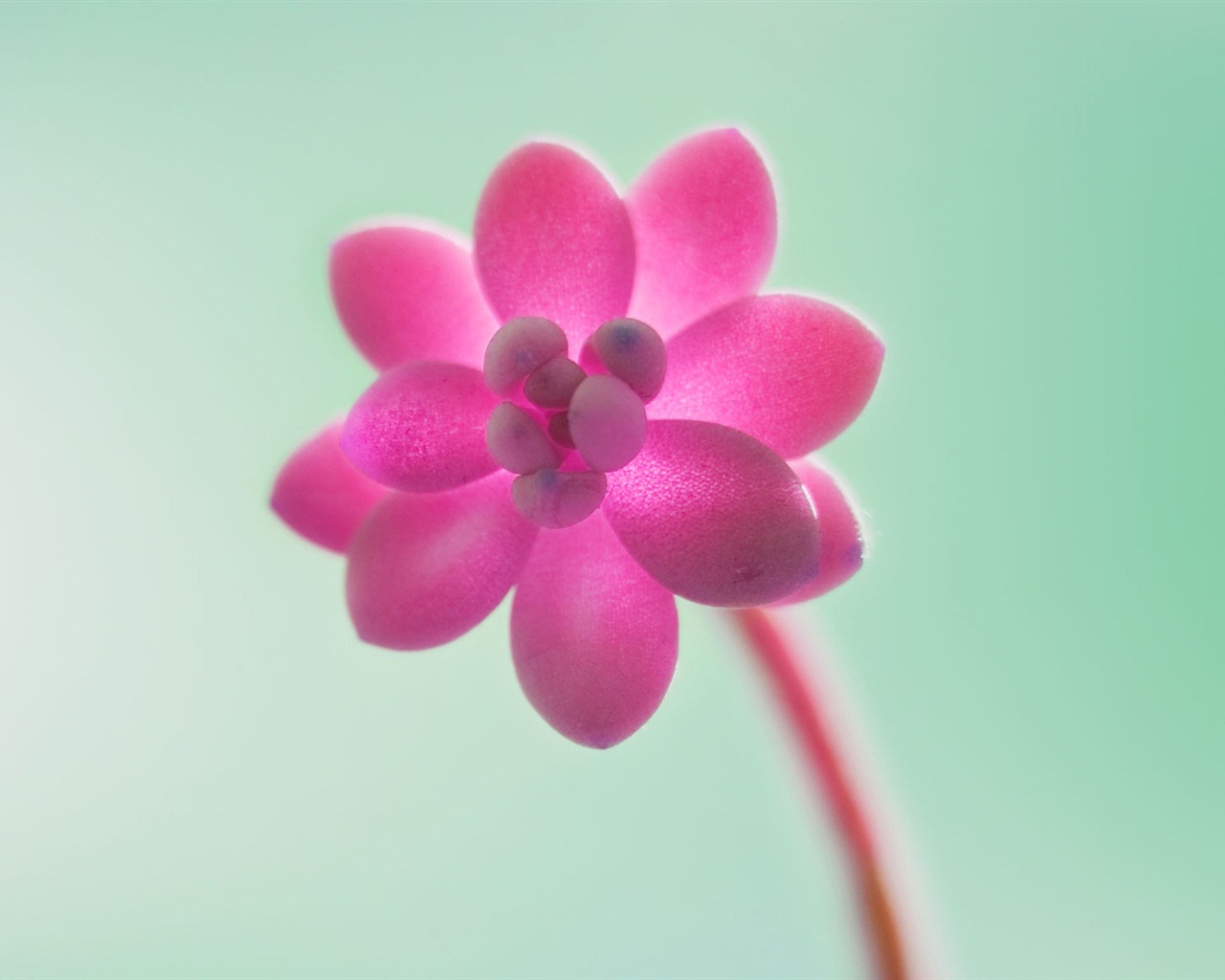 Windows 8 RTM版 官方高清壁紙 #11 - 1280x1024