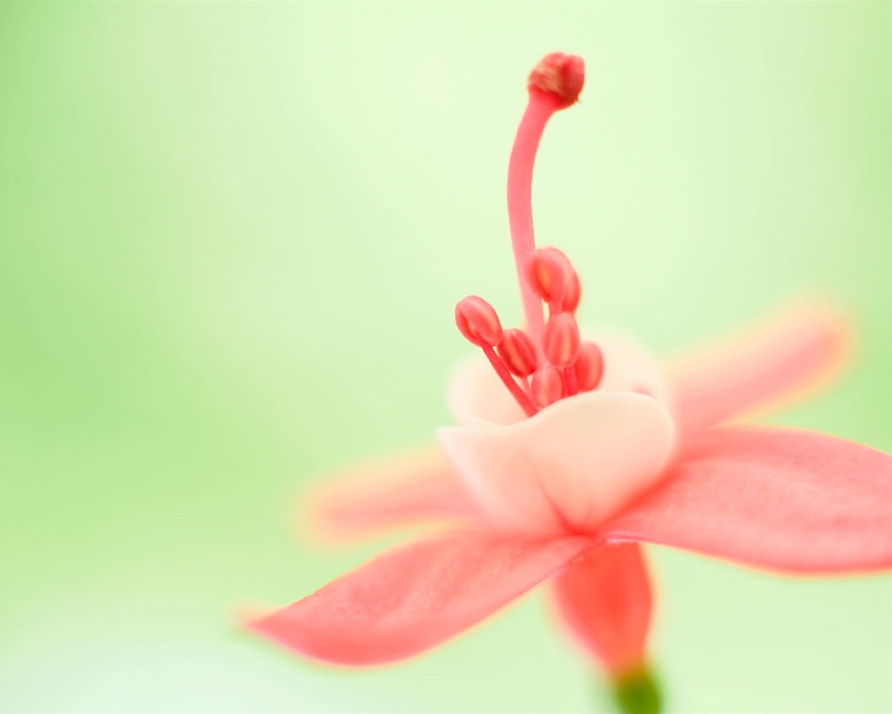 Windows 8 RTM版 官方高清壁紙 #13 - 1280x1024