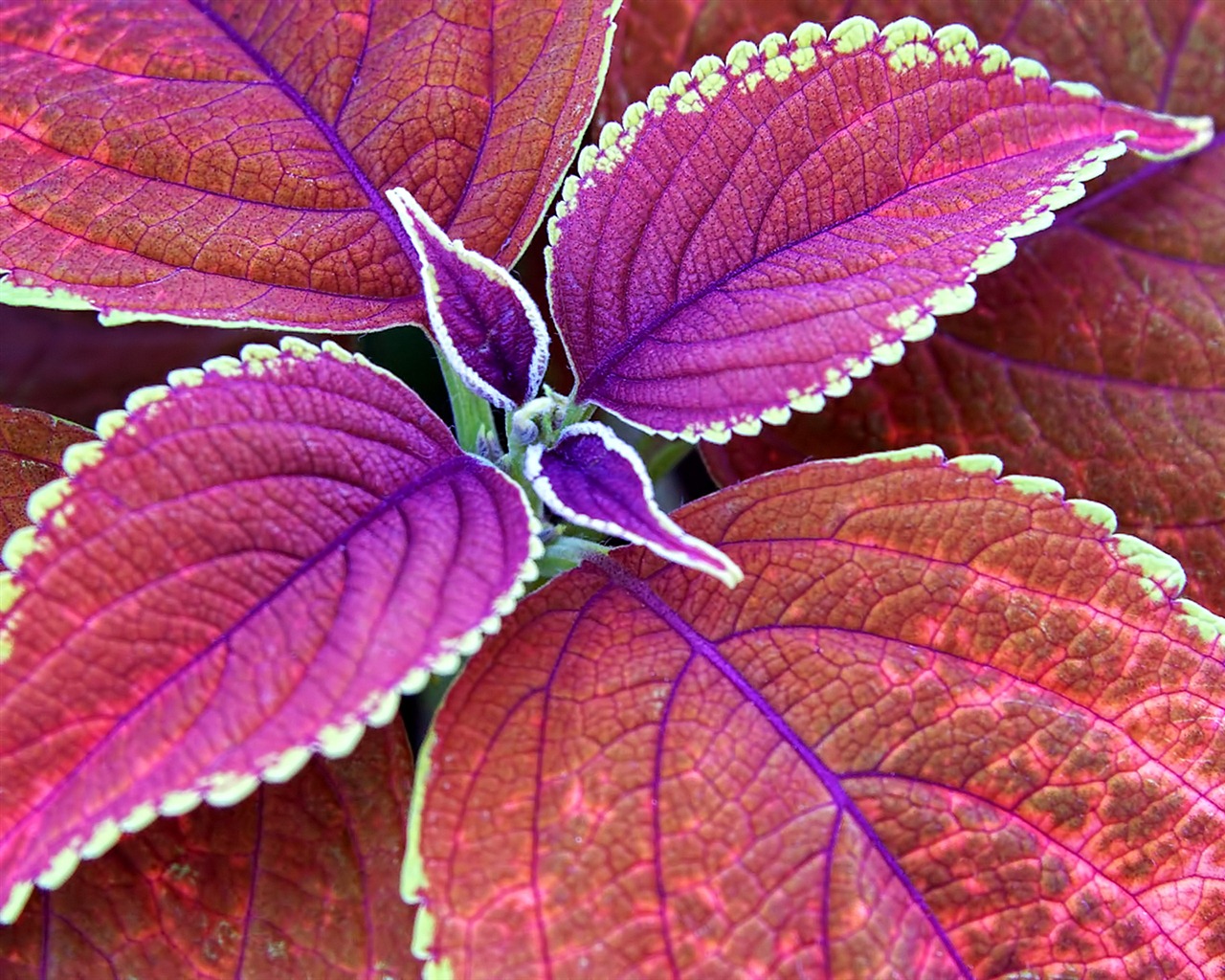Windows 7 Wallpapers: Příroda #1 - 1280x1024