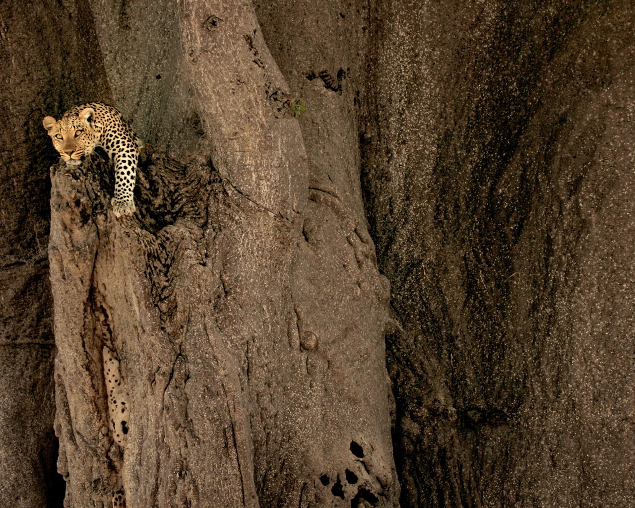 Mac OS X Mountain Lion 苹果山狮系统 隐藏的高清壁纸21 - 1280x1024