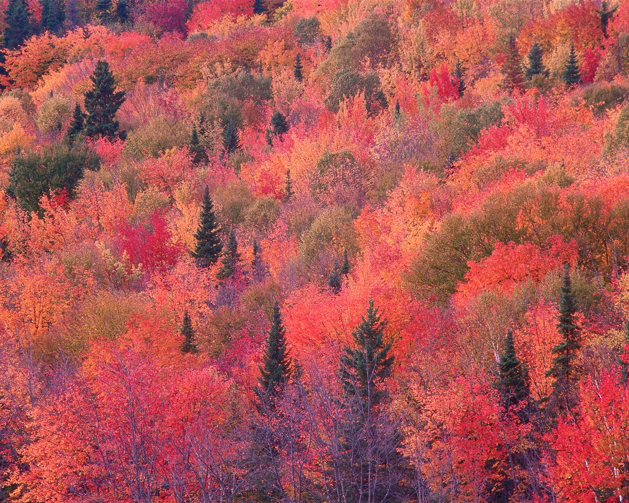 Mac OS X Mountain Lion 蘋果山獅系統隱藏的高清壁紙 #30 - 1280x1024