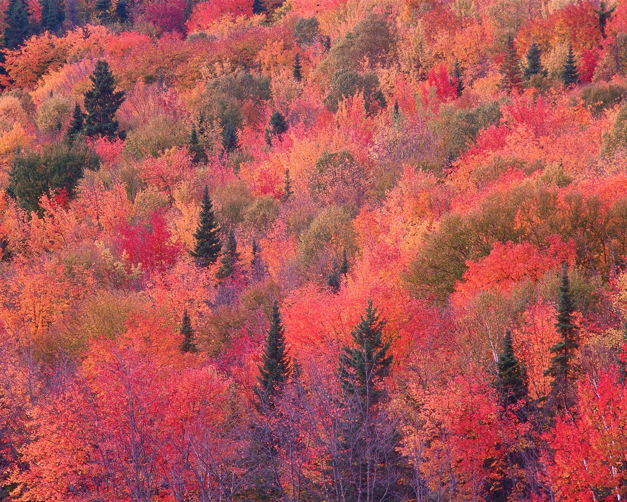 Mac OS X Lion Mountain système d'Apple caché fonds d'écran HD #30 - 1280x1024