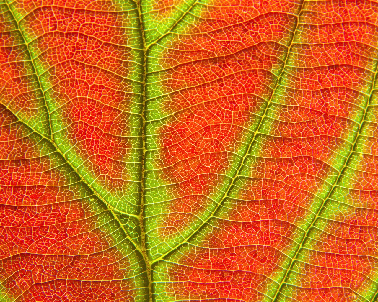 Mac OS X Lion Mountain Apple systém skryté HD Tapety na plochu #36 - 1280x1024