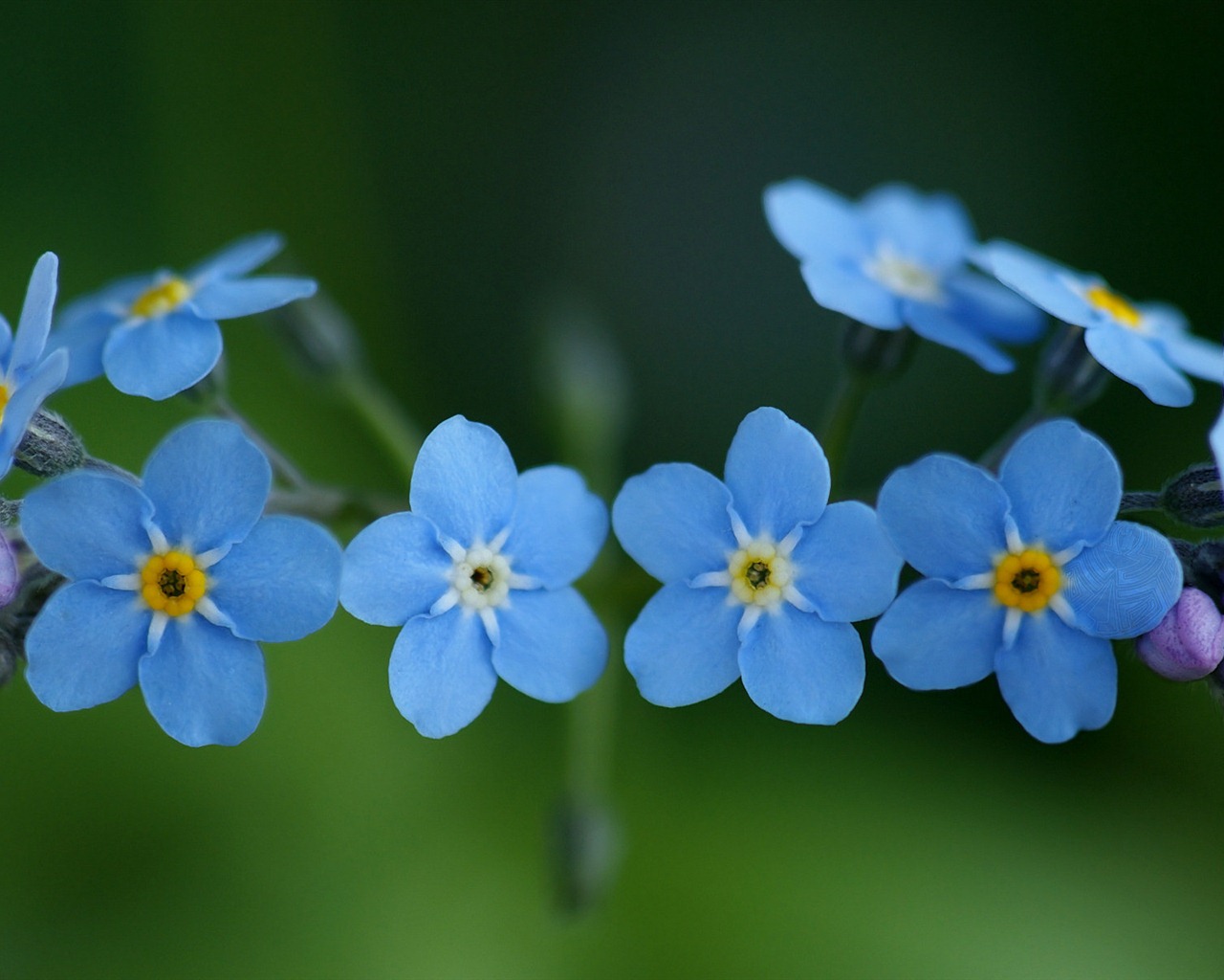 Small and beautiful forget-me-flowers HD wallpaper #1 - 1280x1024