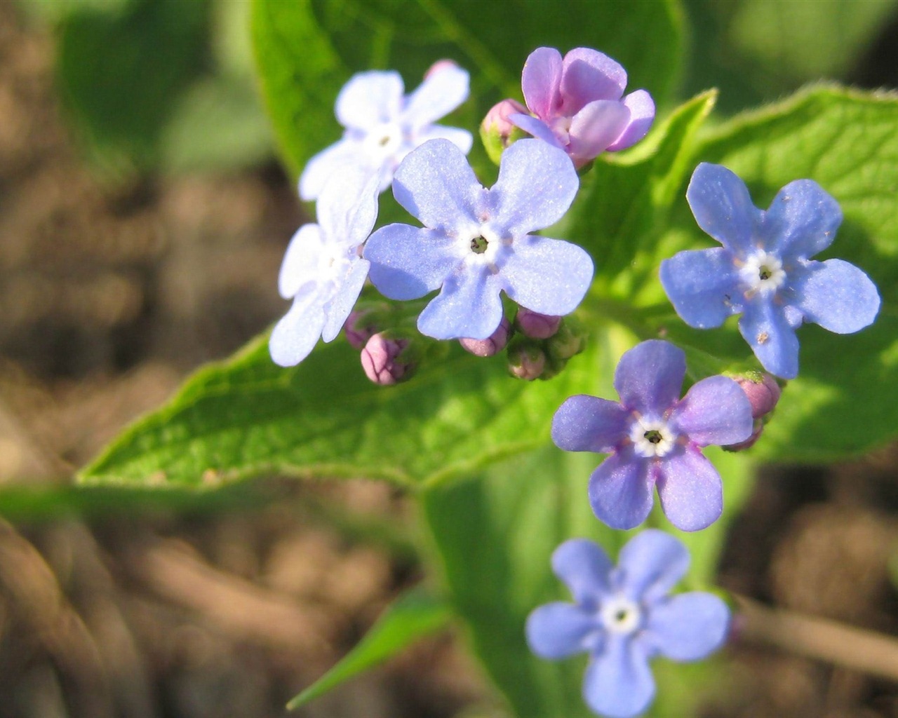 Small and beautiful forget-me-flowers HD wallpaper #2 - 1280x1024