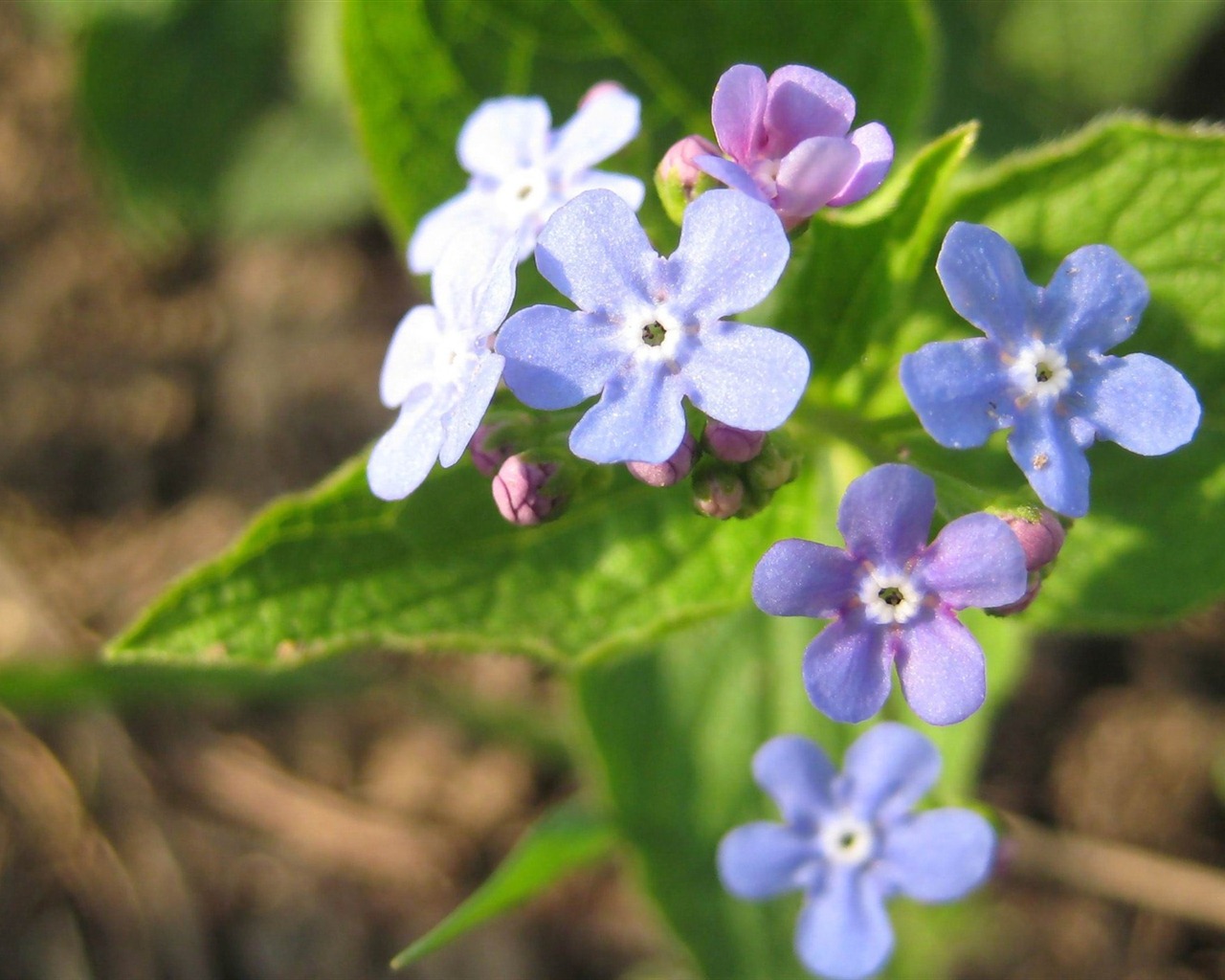 Malé a krásné forget-me-květiny HD tapetu #2 - 1280x1024