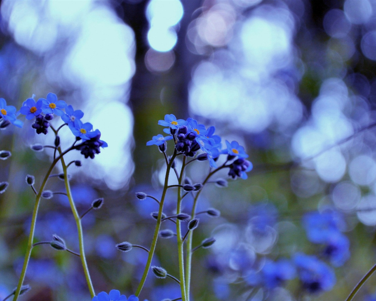 Small and beautiful forget-me-flowers HD wallpaper #4 - 1280x1024