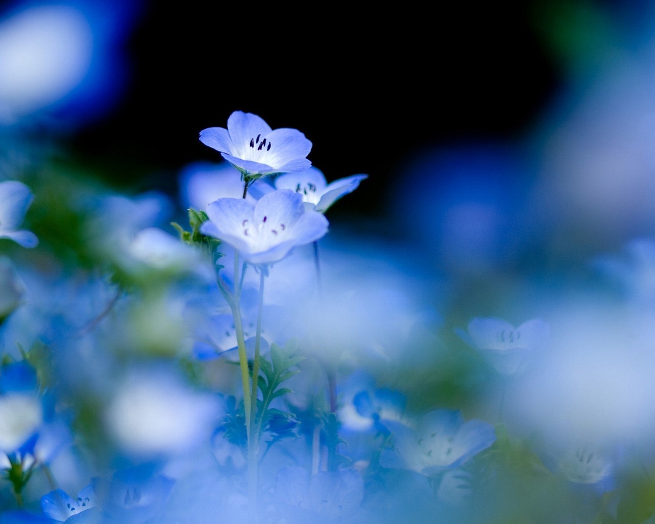 Small and beautiful forget-me-flowers HD wallpaper #5 - 1280x1024