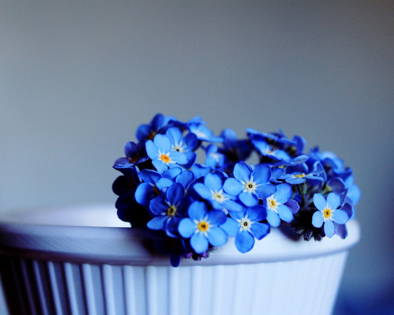 Small and beautiful forget-me-flowers HD wallpaper #6 - 1280x1024
