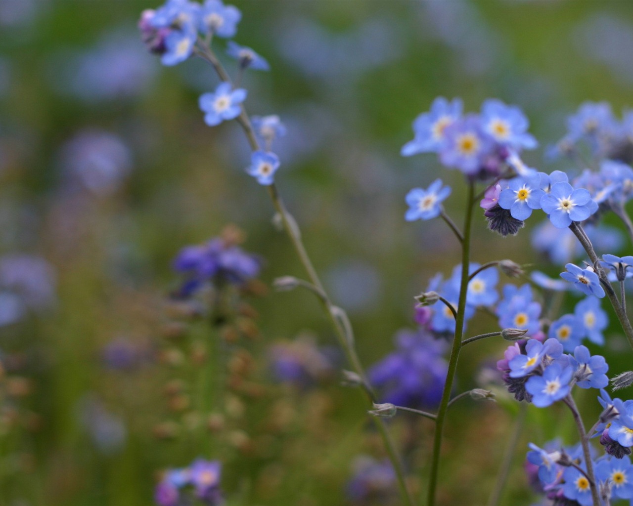 Small and beautiful forget-me-flowers HD wallpaper #7 - 1280x1024