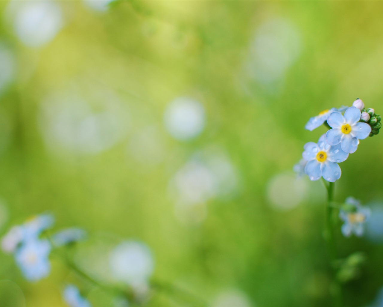Small and beautiful forget-me-flowers HD wallpaper #8 - 1280x1024