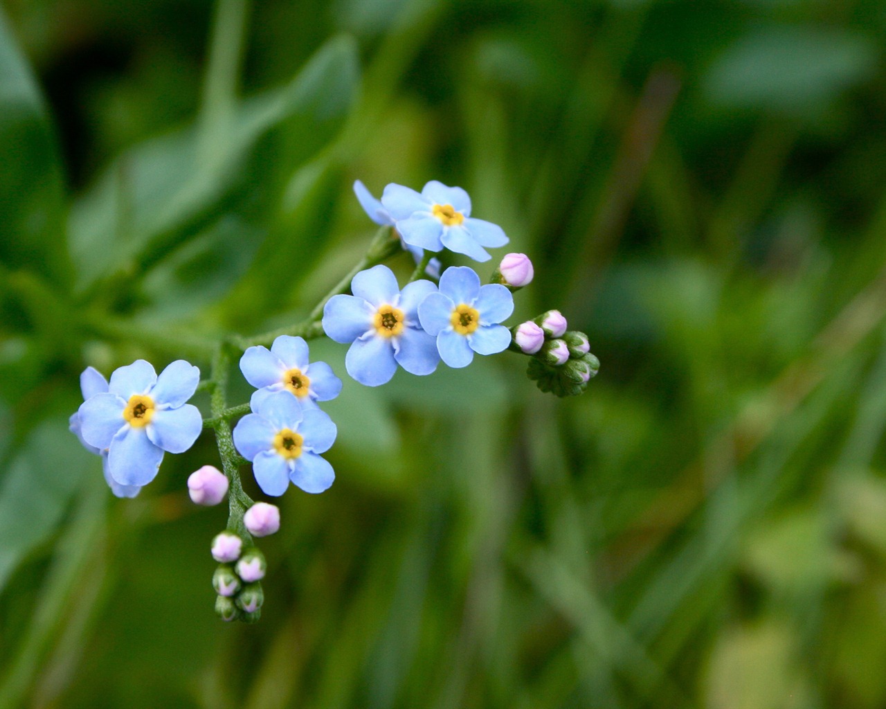 Small and beautiful forget-me-flowers HD wallpaper #9 - 1280x1024