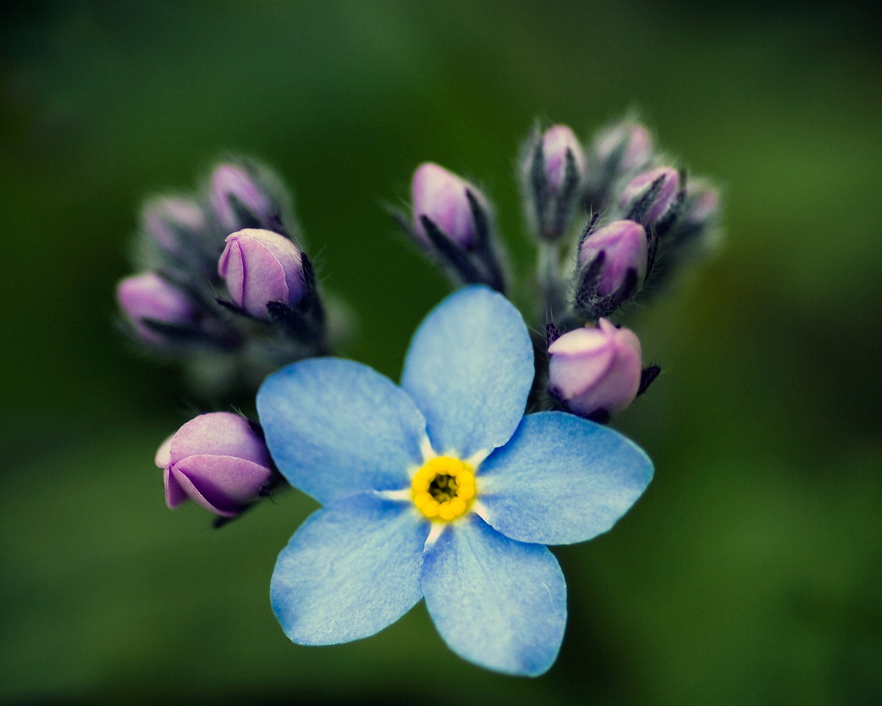 Small and beautiful forget-me-flowers HD wallpaper #10 - 1280x1024
