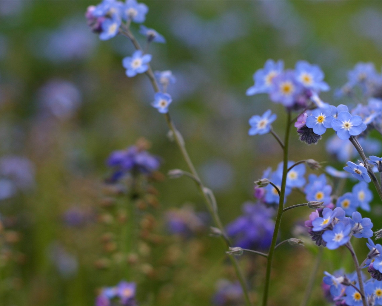 Small and beautiful forget-me-flowers HD wallpaper #11 - 1280x1024