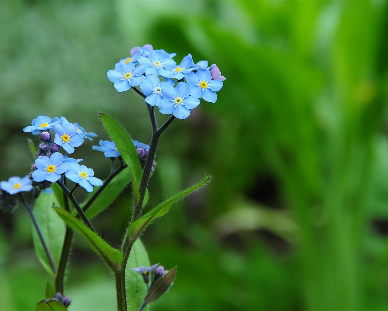 Small and beautiful forget-me-flowers HD wallpaper #12 - 1280x1024