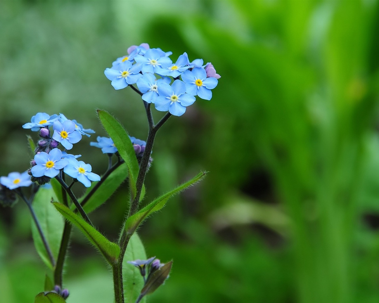 Klein und fein Vergissmeinnicht-Blumen HD Wallpaper #12 - 1280x1024 ...