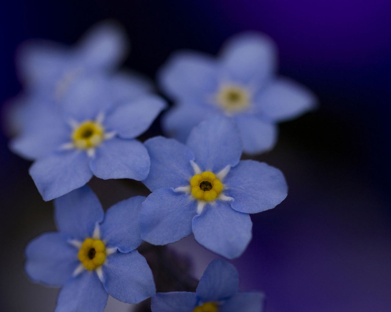 Petit et beau forget-me-fleurs d'écran HD #14 - 1280x1024