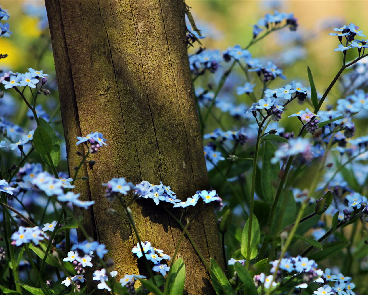 Small and beautiful forget-me-flowers HD wallpaper #15 - 1280x1024