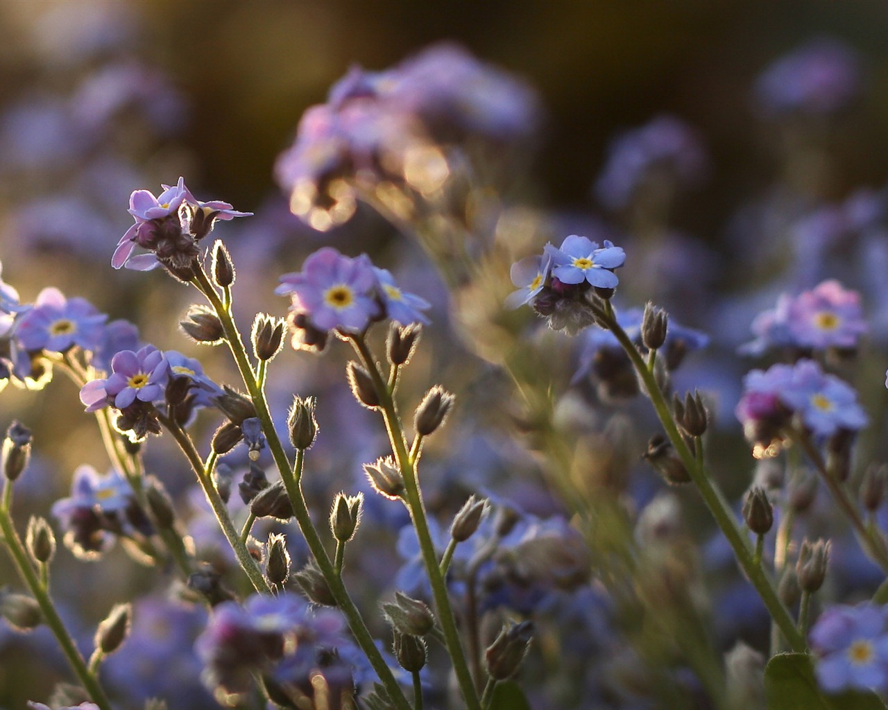 Small and beautiful forget-me-flowers HD wallpaper #16 - 1280x1024