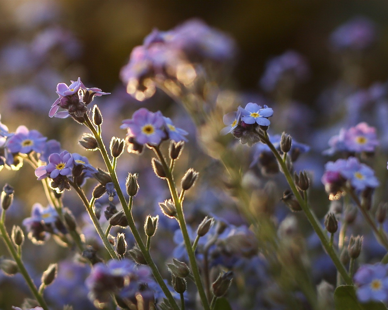 Petit et beau forget-me-fleurs d'écran HD #16 - 1280x1024