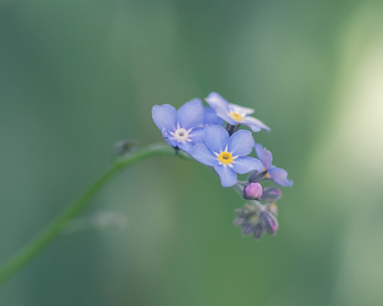 Small and beautiful forget-me-flowers HD wallpaper #17 - 1280x1024